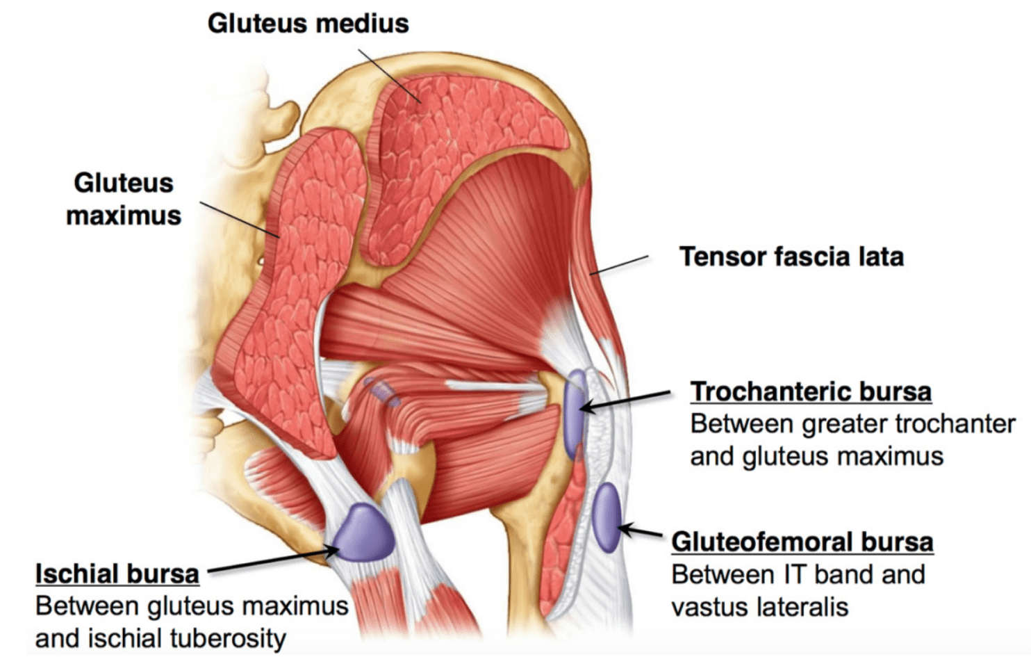 Trochaneric hip bursitis anatomy
